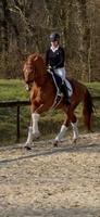 Dressurpferd 4j. Ellis x Londontime Nordrhein-Westfalen - Wesel Vorschau