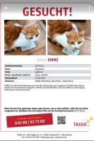 Katze Emmi nun seit einem Jahr vermisst. Brandenburg - Falkenberg/Elster Vorschau