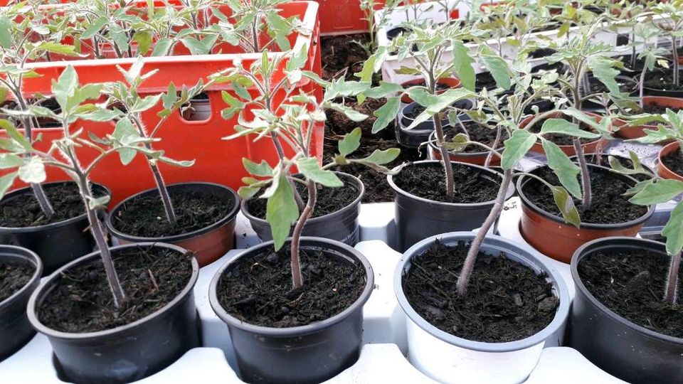 Kräftige Tomatenjungpflanzen,Paprika,Auberginen in Renchen