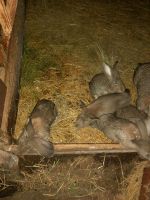 Kaninchen Deutsche Riesen Thüringen - Ebeleben Vorschau