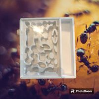 Ameisenfarm aus dem 3D-Drucker -  perfekte für ihre Kolonien Baden-Württemberg - Mannheim Vorschau