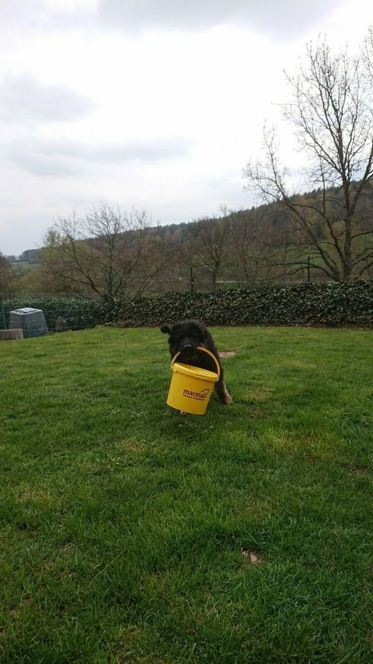 Hundeschule,- Pension in Flieden