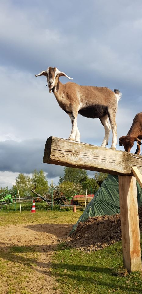 Tiergestützt: Fortbildung "Einblicke in die tiergestützte Arbeit" in Warsow