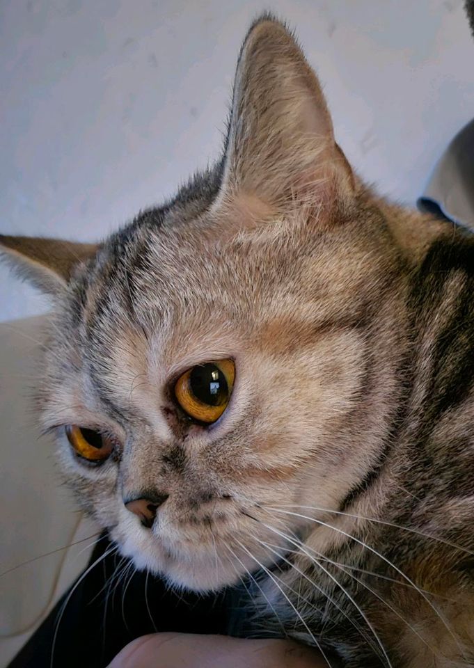 BKH - Katze 1,5 Jahre alt in Ludwigshafen