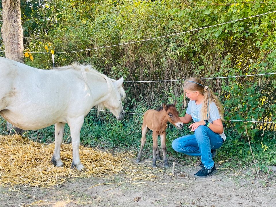 Shetlandpony Stute zu verkaufen in Bandelin