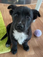 Kuschelmaus Marie ❤️ sucht ihre Für-immer-Familie Saarbrücken - St Johann Vorschau