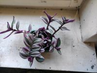 Tradescantia nanouk,Zebrapflanze,Hängepflanze Friedrichshain-Kreuzberg - Kreuzberg Vorschau