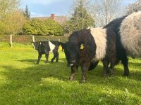 Black Belted Galloway Bullenabsetzer Schleswig-Holstein - Grinau Vorschau