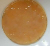 Kombucha Scoby Kreis Pinneberg - Barmstedt Vorschau