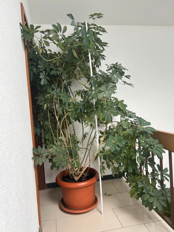 Riesige Schefflera, große Zimmerpflanze in Herbrechtingen