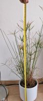Zimmerpflanze Zyperngraß (ohne Übertopf) Nordrhein-Westfalen - Oelde Vorschau
