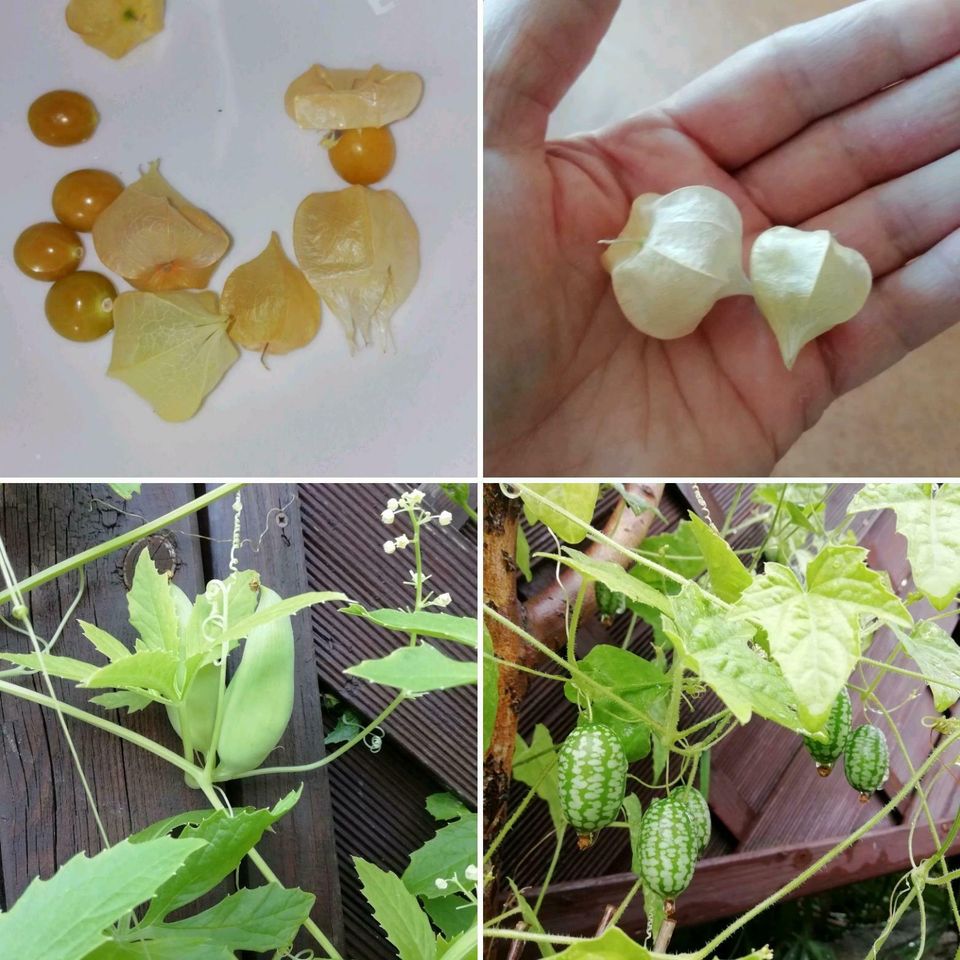 30 x Samen Eierbaum weiße Früchte  Pflanze Aubergine Gemüse in Dürrhennersdorf