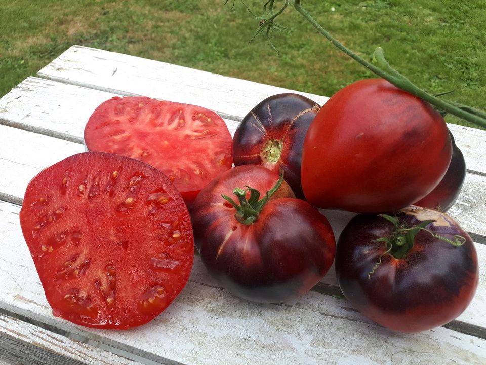 Sergeant Pepper's, Tomatensamen, samenfestes Saatgut in Oldenburg