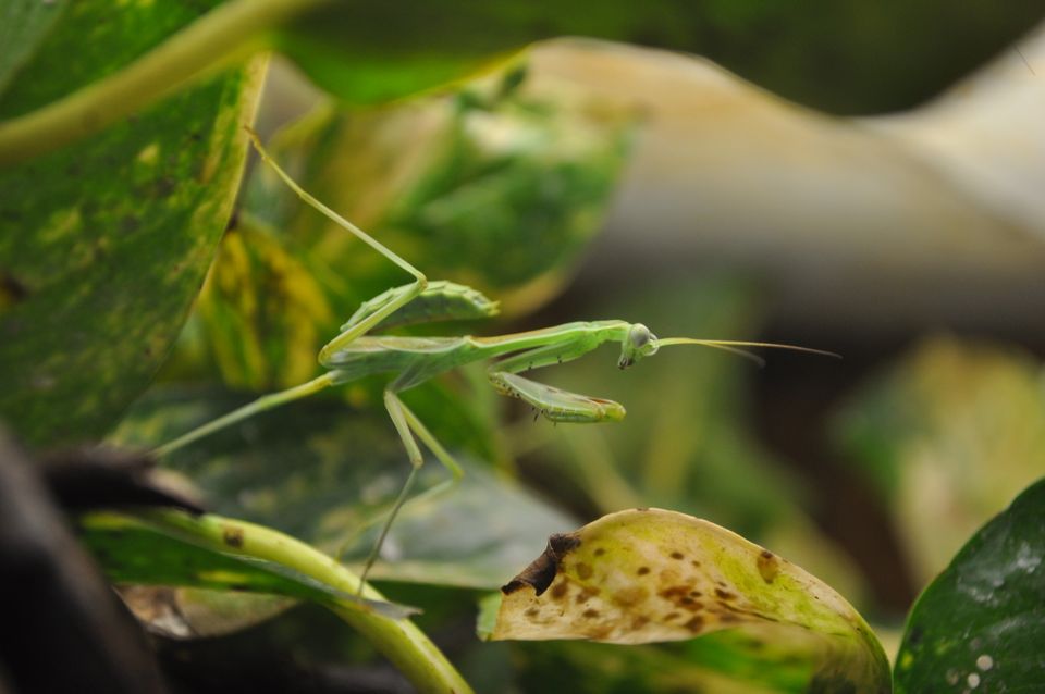 L5 L6 Omomantis zebrata Nymphen Mantide Gottesanbeterin Mantis in Berlin