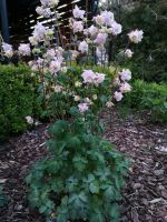 Akelei Staude Pflanzen Blume Garten winterhart rosa lila rot Brandenburg - Hennigsdorf Vorschau