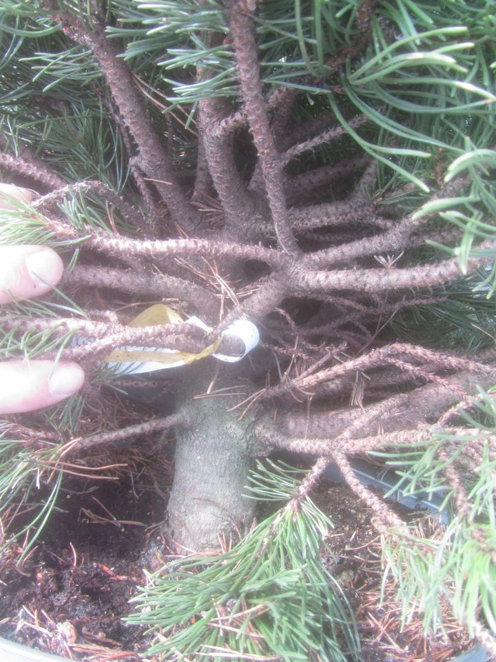 Zwergkiefer-Pinus mugo 'Klostergrün' Bonsai Rohware, Stamm 4,5 cm in Soltau