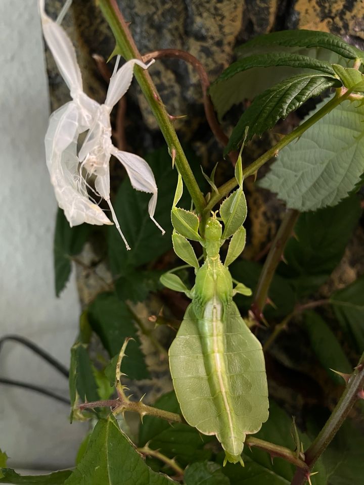 Phyllium Philipinicum wandelnde Blätter in Boizenburg/Elbe