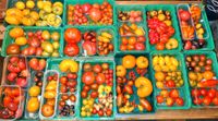 ♥️♥️♥️ Tomatensamen Tomatensaatgut ♥️♥️♥️ Brandenburg - Neuzelle Vorschau