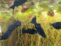 Black Mollys, schöne quirlige Fische, Aquarium Hessen - Kassel Vorschau