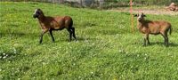 Junge Barbados Black Belly Böcke Schafe Bayern - Tapfheim Vorschau