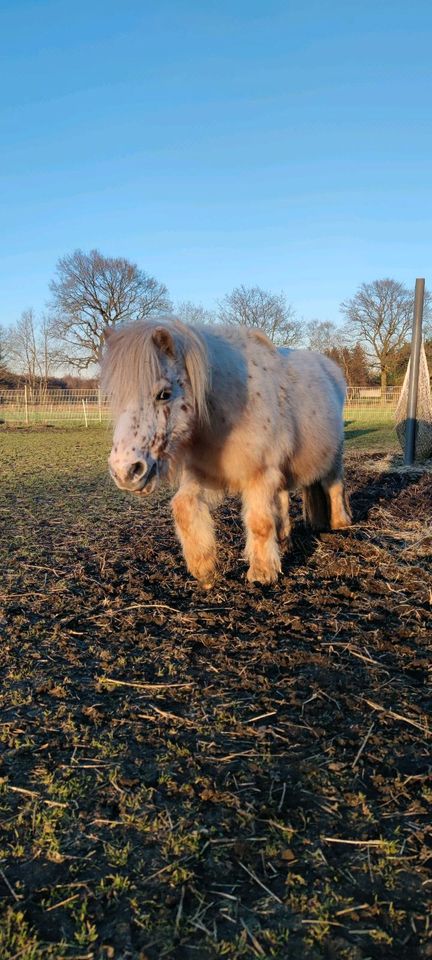 Minishetty /Mini Shetlandpony / Volltiger / Shetty in Oberhausen