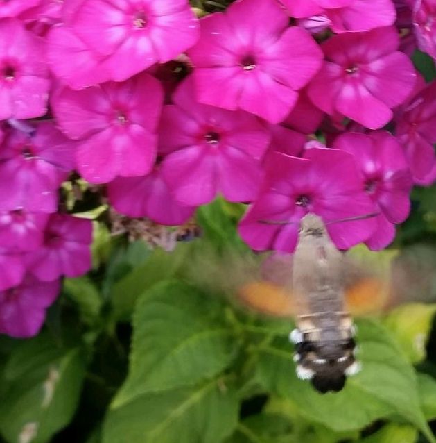 Hohe Stauden-Phlox Kolibri Pflanze Phlox Pflanzen in Hamburg