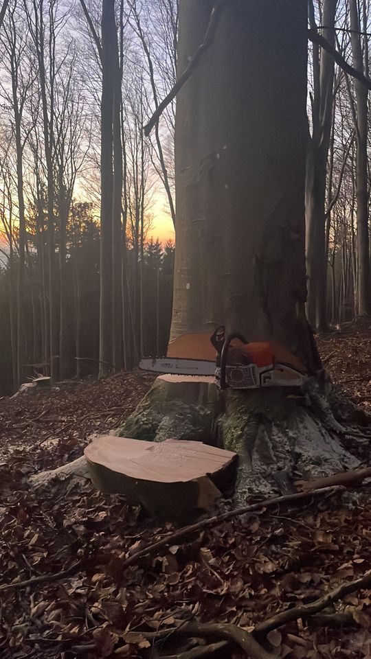 Baumfällungen/Baumpflege/Rodungen/Fällgreifer/Baum/Fichte/Tanne in Regenstauf