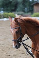 Reitbeteiligung Pony Hessen - Pfungstadt Vorschau