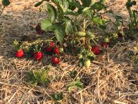 Erdbeeren selber pflücken Niedersachsen - Soltau Vorschau