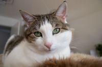 Katze sucht Zuhause - Einzelgängerin - Wohnungskatze Nordrhein-Westfalen - Lippstadt Vorschau