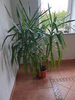 Yucca Palme im Topf Höhe ca 160 cm 3 tlg. Niedersachsen - Garstedt Vorschau