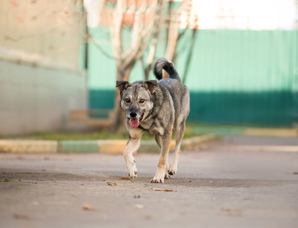 Tierschutz - Huck sucht ein liebevolles Zuhause ! in Düsseldorf