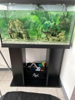 Aquarium  für Fische Hessen - Maintal Vorschau