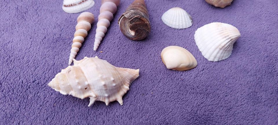 Muscheln 1,7 KG als Deko in Marl