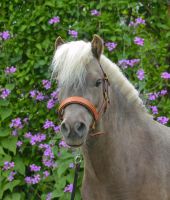 Pony sucht Pflegebeteiligung Nordrhein-Westfalen - Ennepetal Vorschau