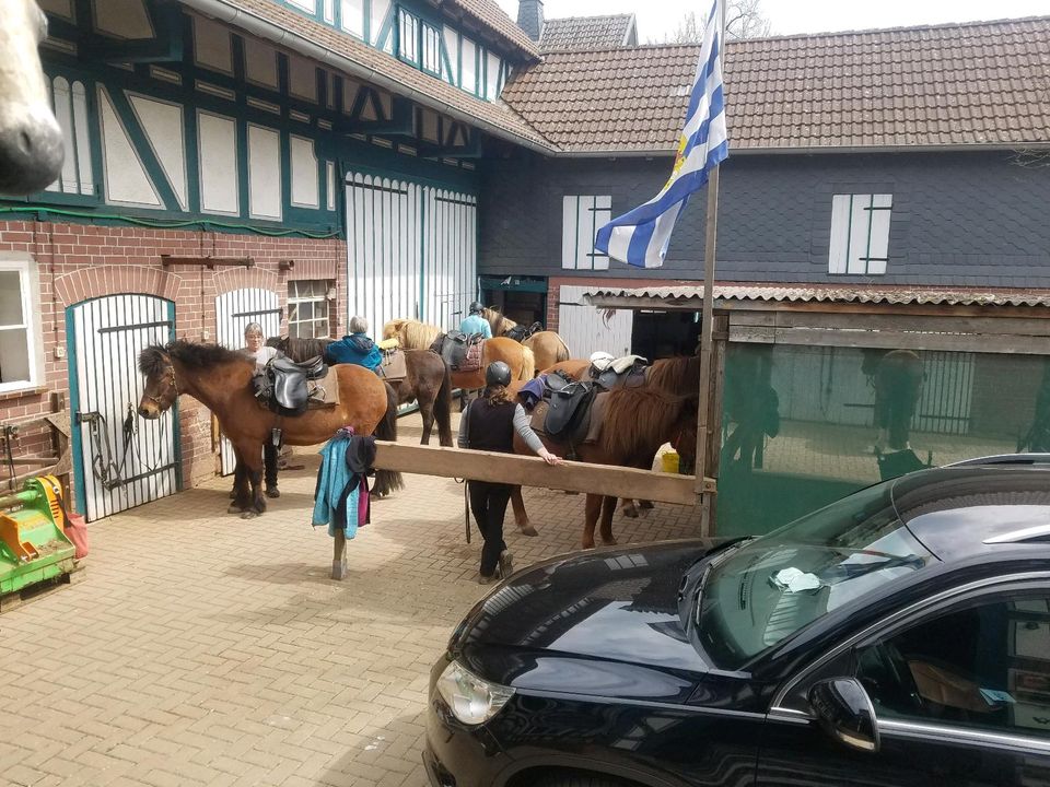 Reitbeteiligungen auf meinen Isländern in Münchhausen