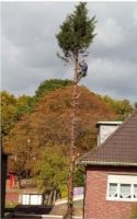 Bäume Fällungen, Baumfällung,  Wurzel fräsen, Hecke schneiden. Essen - Altenessen Vorschau