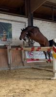 Wallach von Darwin Z Springnachwuchs angeritten Nordrhein-Westfalen - Hünxe Vorschau