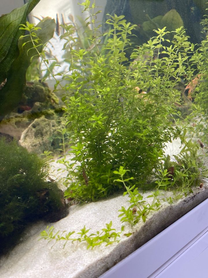 Ableger Aquarium Pflanze in Karlshuld