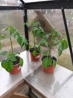 Tomaten Pflanzen Niedersachsen - Jade Vorschau