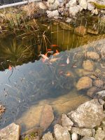 Goldfische Bayern - Gersthofen Vorschau