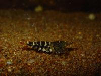 Tigergarnelen-Caridina mariae Niedersachsen - Hildesheim Vorschau