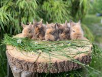 Zwergkaninchen, Zwerghasen, Löwenköpfchen, Hasenbabys Bayern - Neumarkt i.d.OPf. Vorschau