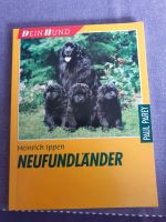 Neufundländer Dein Hund Heinrich Ippen Schleswig-Holstein - Groß Vollstedt Vorschau