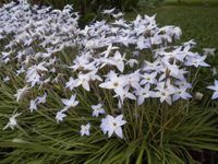 Sternblume Ipheion Frühjahrsblüher Bayern - Aurachtal Vorschau