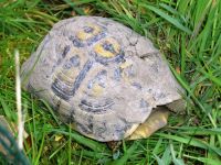 Griechische Landschildkröte verschwunden Saarland - Völklingen Vorschau