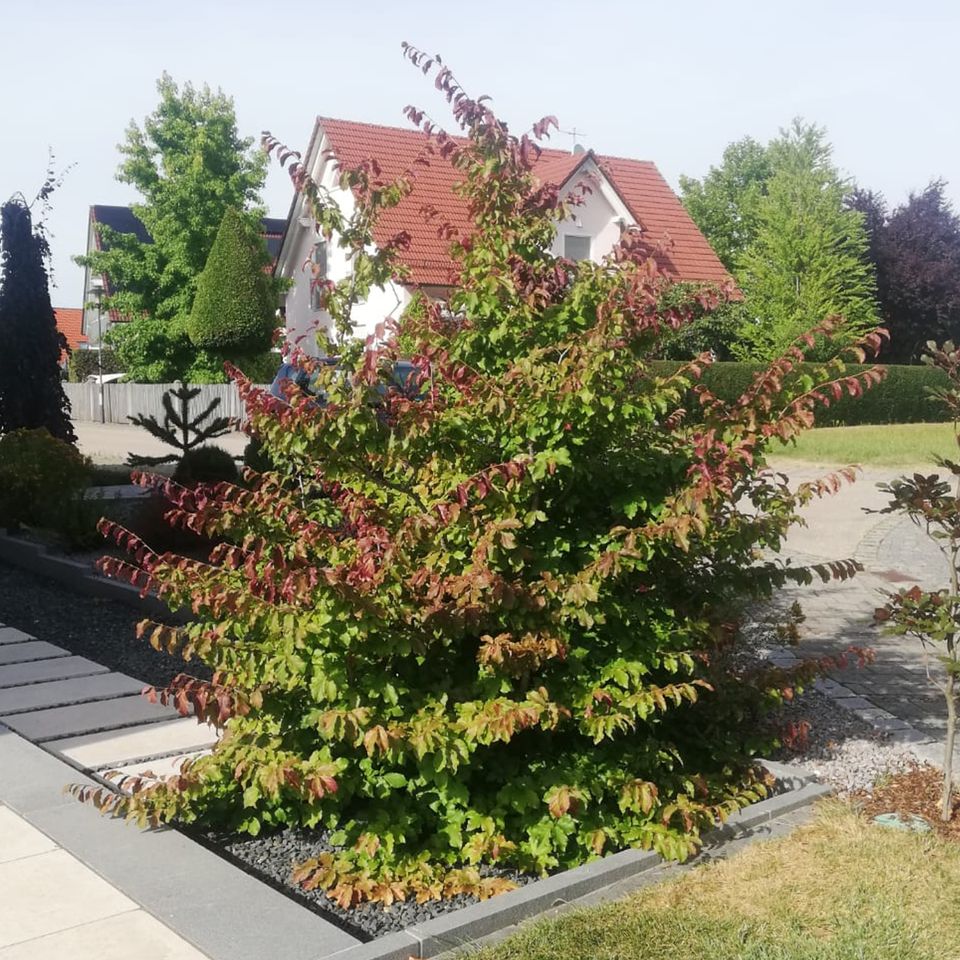 Parrotia persica - Eisenholzbaum | Bayernhecke` in Ingoldingen