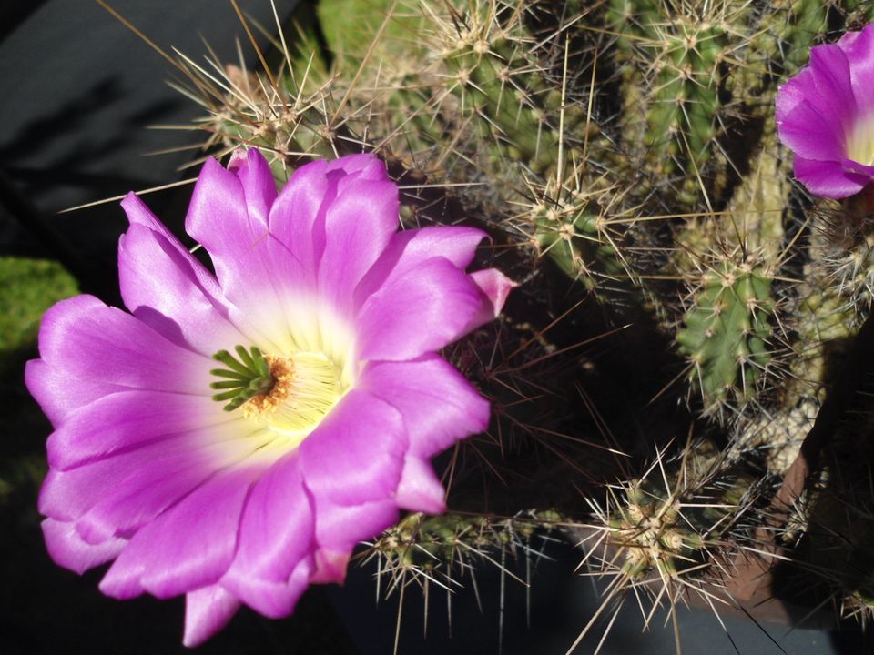 Echinocereus pentalophus var. procumbens 12jährig in Höxter