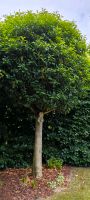 Portugiesischer Kugel Kirschlorbeer Baum Nordrhein-Westfalen - Gütersloh Vorschau