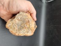 versteinertes Holz Rohstein anpoliert Mineralien Sammlung #7 Baden-Württemberg - Villingendorf Vorschau